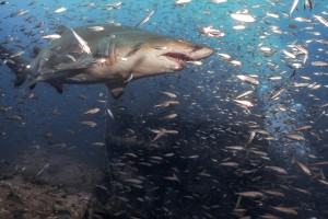 Sand Tiger Close